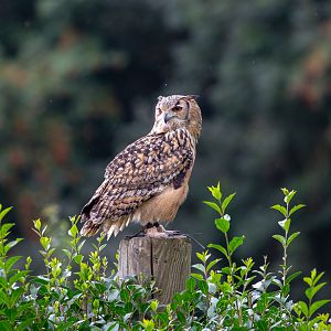 Indian eagle-owl : Cotswold Falconry Centre : 04 Sep 2020