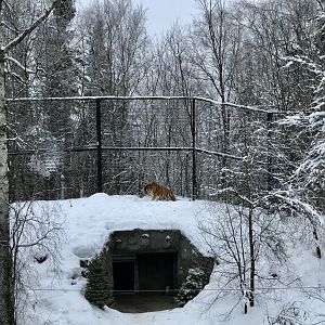 Amur Tiger Exhibit