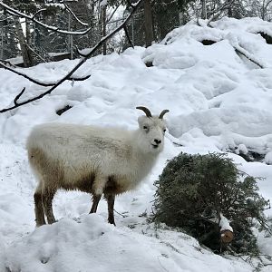 Dall Sheep