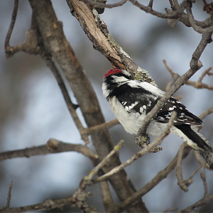 Downy woodpecker