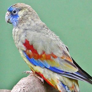 Parrot Paradise - Eastern Bluebonnet (Northiella haematogaster)