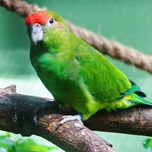 Parrot Paradise - Pileated Parrot (Pionopsitta pileata)