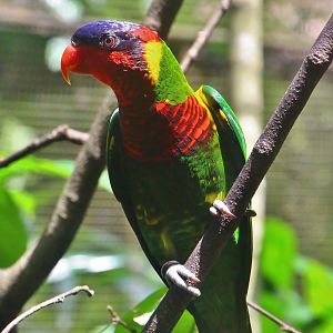 Lory Loft - Ornate Lorikeet (Trichoglossus ornatus)