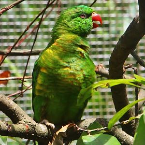 Lory Loft - Scaly-breasted Lorikeet (Trichoglossus chlorolepidotus)