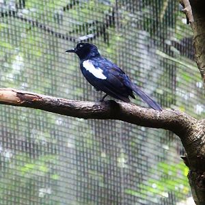 Lory Loft - Seychelles Magpie-robin (Copsychus sechellarum)