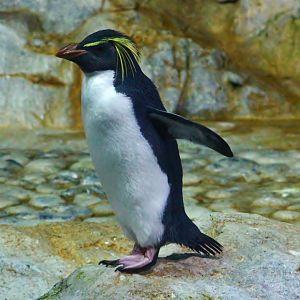Penguin Coast - Northern Rockhopper Penguin (Eudyptes moseleyi)