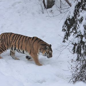Amur Tiger