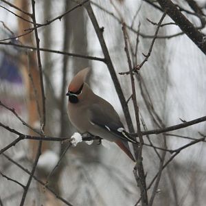 Bohemian Waxwing - Alaska