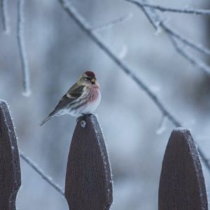 Common Redpoll -Alaska