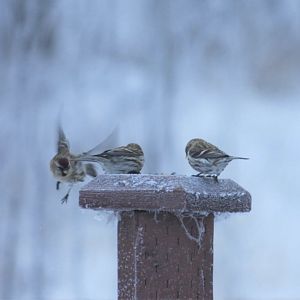 Common Redpolls - Alaska