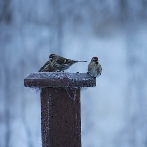Common Redpolls - Alaska