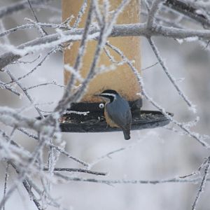 Red-breasted Nuthatch - Alaska