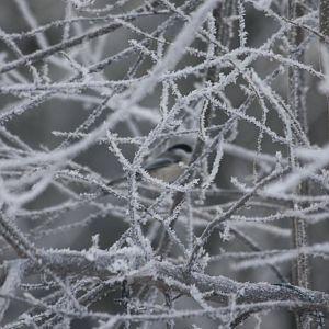 Black-capped Chickadee - Alaska