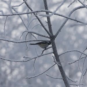 Black-Capped Chickadee - Alaska