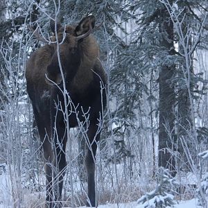 Moose hiding behind a tree...