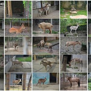 The native mammals I have photographed during the last half decade.