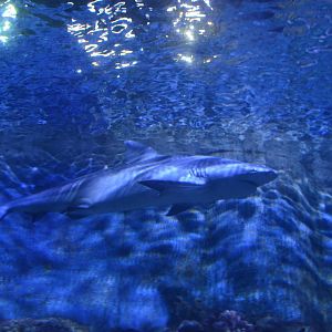 Bull shark/Carcharhinus leucas,in Xiamen Underwater World