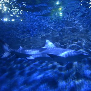 Bull shark/Carcharhinus leucas,in Xiamen Underwater World