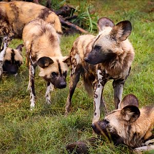 African Wild Dogs (Lycaon pictus)