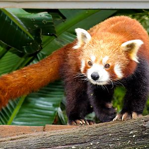Red Panda (Ailurus fulgens)