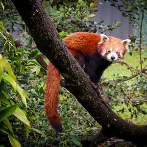 Red Panda (Ailurus fulgens)