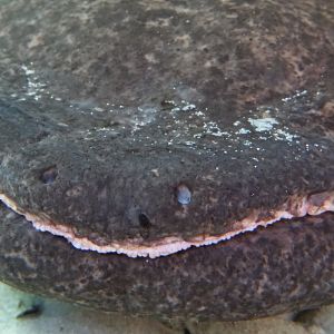 Chinese Giant Salamander 'Professor Wu'