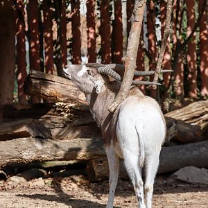 Addax scratching