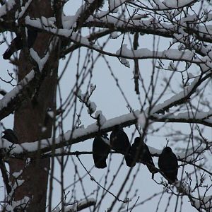 Jackdaws