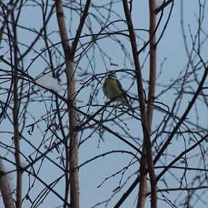 Eurasian Blue tit