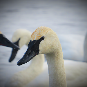 Trumpeter Swan portrait