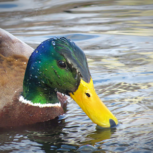 Mallard