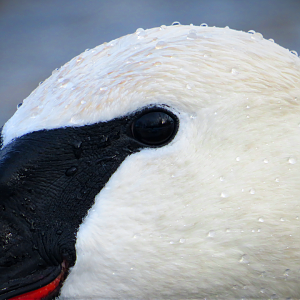 Eye Of the Trumpeter