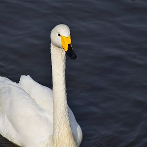 whooper swan (Cygnus cygnus)