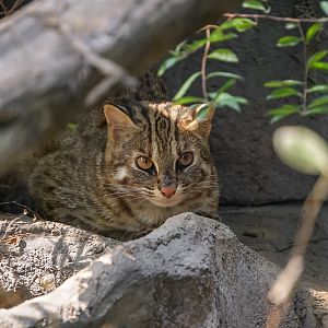 Leopard cat