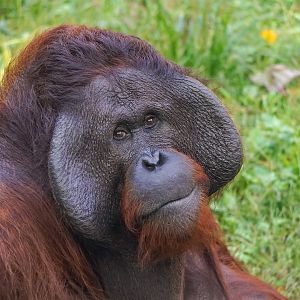 Bornean orangutan