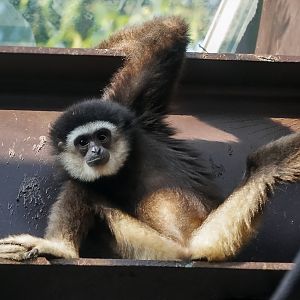 White-handed gibbon