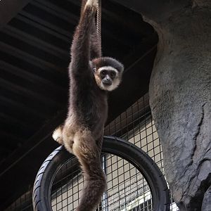 White-handed gibbon