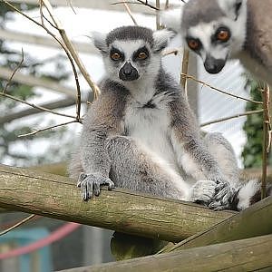 Paul & Lynsey's Zoo Tour #113 Axe Valley Wildlife Park - YouTube