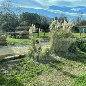 African lion enclosure