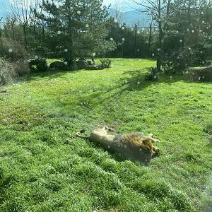 African lion enclosure