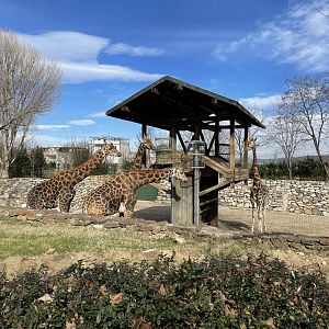 Giraffe in the holding enclosure