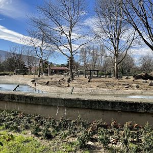 Hamadryas baboon island