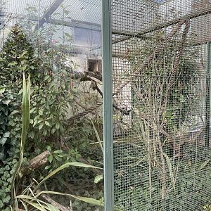 geoffroy's marmoset enclosure