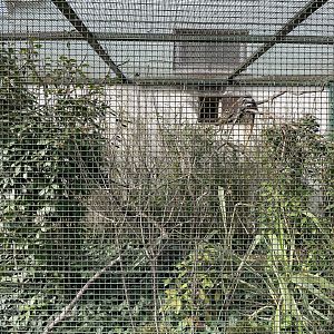 Emperor tamarin enclosure
