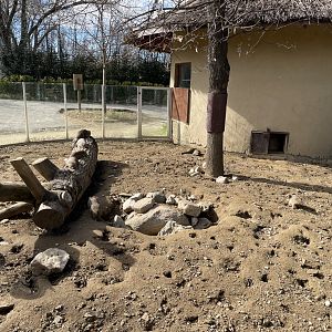 Banded mongoose enclosure