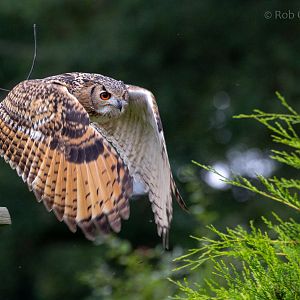 Indian eagle-owl : Cotswold Falconry Centre : 04 Sep 2020