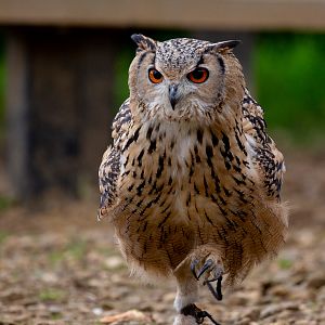 Indian eagle-owl : Cotswold Falconry Centre : 04 Sep 2020