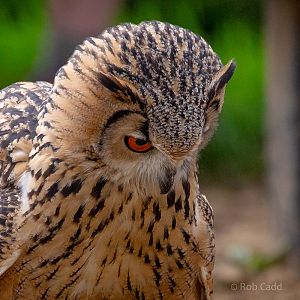 Indian eagle-owl : Cotswold Falconry Centre : 04 Sep 2020