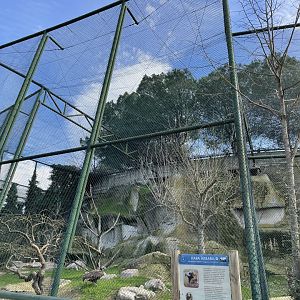Egyptian and eurasian black vulture aviary
