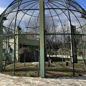 Blue winged kookaburra aviary